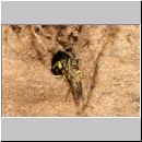 Mellinus arvensis - Kotwespe w43a beim Nesteintrag - Fliege wird rueckwaerts ins Nest gezogen.jpg